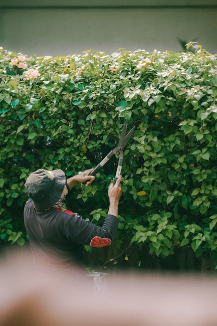 A gardener wearing a wide-brimmed hat and dark clothing is trimming dense, green foliage of a large hedge with long-handled pruning shears. The hedge features lush, healthy leaves with some pink flowering buds visible, and the top of the hedge is being shaped neatly. The setting appears to be an outdoor garden space under natural sunlight, showcasing well-maintained landscaping work by Gardeners Earls Court. The background includes a plain green wall or fence, emphasizing the focus on the hedge maintenance and landscaping activity, reflecting professional garden care and lawn trimming services.
