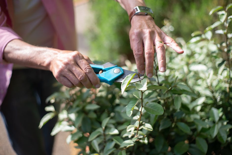 A gardener's hands are shown in close-up, using blue pruning shears to trim a green shrub with broad, glossy leaves. The gardener wears a wristwatch and a pink long-sleeve shirt, with other plants and foliage blurred in the background, indicating an outdoor garden setting during daylight. The soil beneath the shrub appears moist, and the surrounding garden beds are neatly maintained with well-defined edges and a mix of foliage. The scene captures the careful pruning and maintenance work involved in garden care, aligned with the types of landscaping tasks outlined in the Warwick Road garden maintenance and gardeners local checklist, as provided by Gardeners Earls Court.