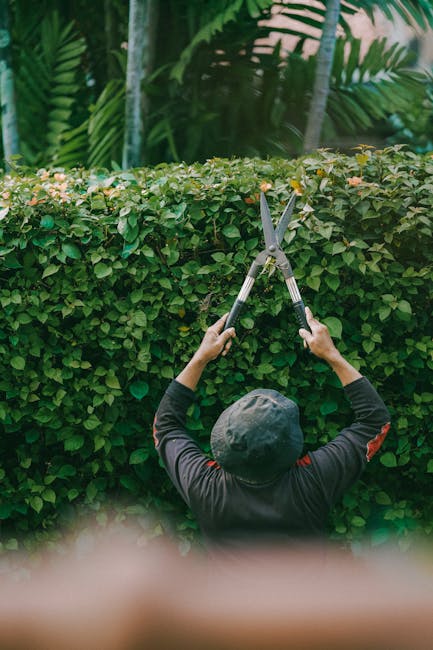 A person wearing a dark long-sleeved shirt and a grey cap is trimming a dense, well-maintained hedge with a pair of pruning shears. The hedge consists of small, green leaves and runs horizontally across the image, with the person standing close to it, facing away from the camera. In the background, lush tropical plants with large, pointed leaves and slender tree trunks are visible, suggesting a warm climate setting. The ground is not clearly visible, but the scene is outdoors with natural lighting, emphasizing the textures of the trimmed hedge, with its fresh cuts and smooth foliage, and the vibrancy of the surrounding greenery, indicative of professional garden maintenance by Gardeners Earls Court, focusing on hedge trimming and outside garden care.